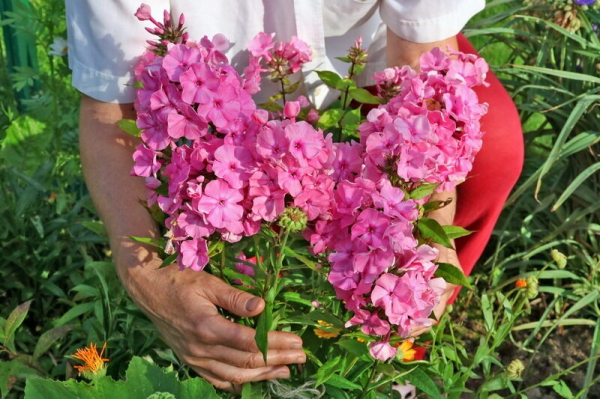 Цветы для посева и посадки в конце лета